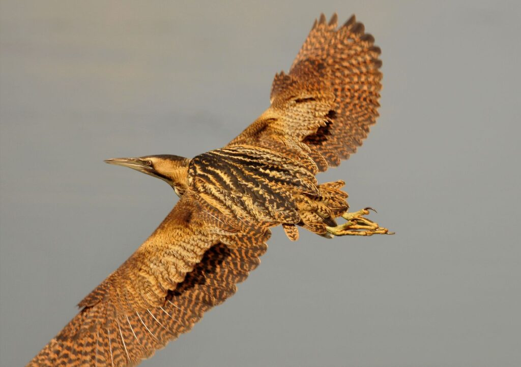 natura przyroda ptak ptaki bąk bąki w locie czaplowate