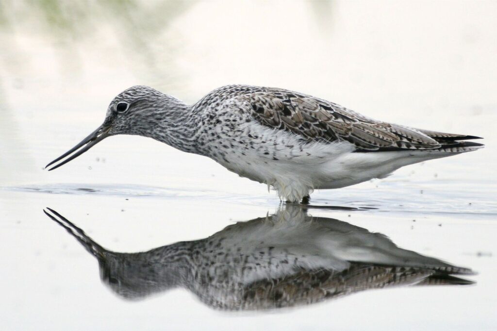 natura przyroda ptak ptaki kwokacz kwokacze ptaki wodno-błotne