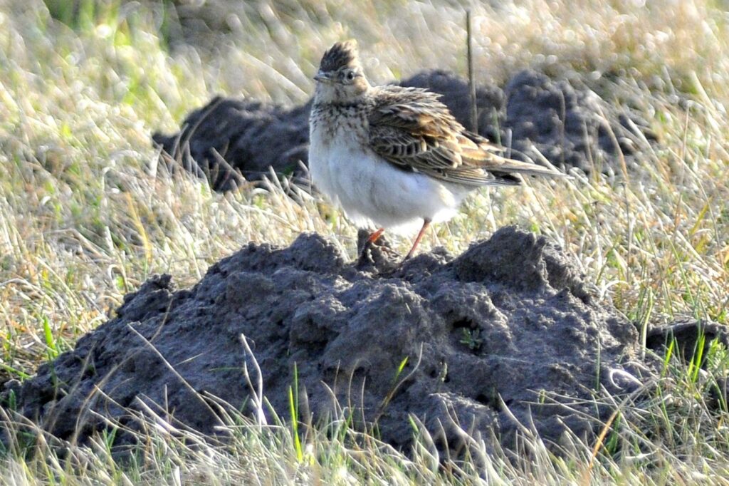 natura przyroda ptak ptaki skowronek skowronki kret krety kretowisko kretowiska kret krety kreta kopiec kopce skowronka skowronków rewir teren śpiew pole pola łąka łąki pól łąk