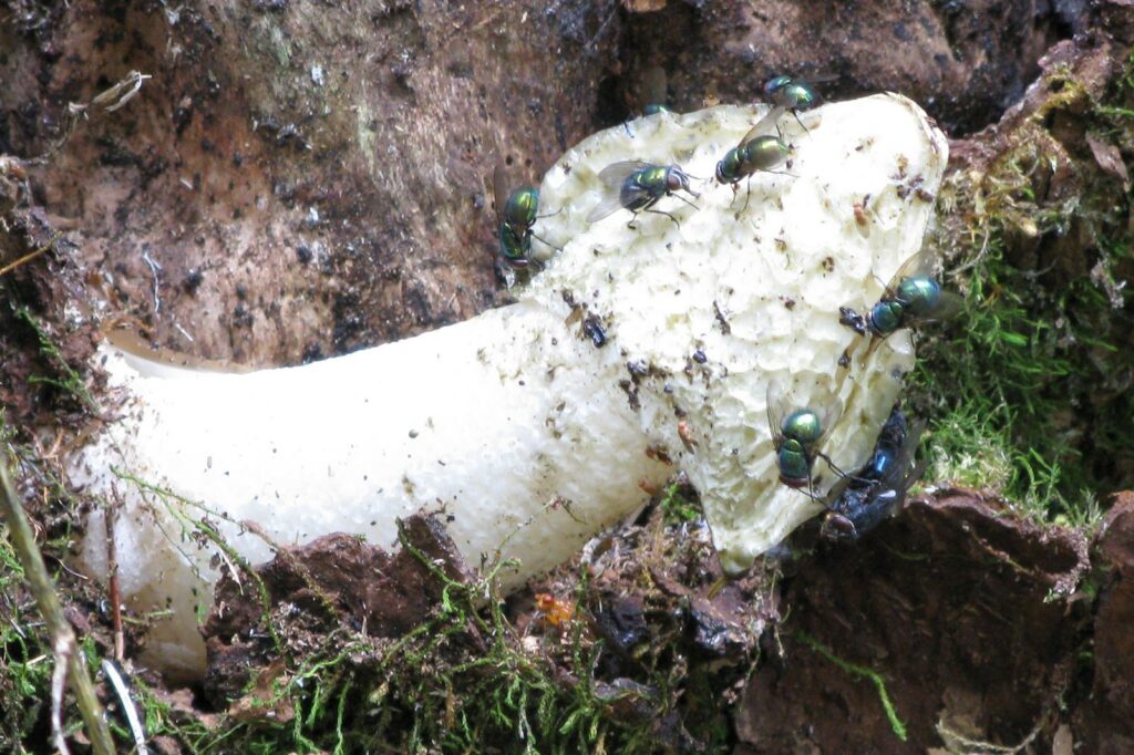 natura przyroda grzyb grzyby trujący trujące sromotnik bezwstydny sromotnik bezwstydne mucha muchy