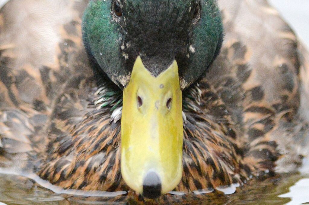 natura przyroda ptak ptaki kaczka krzyżówka kaczki krzyżówki dziób dzioba dzioby kaczek