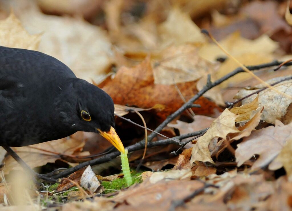 natura przyroda ptak ptaki kos kosy robak robaki szuka szukają robaków grzebie liście suche w suchych liściach jesień jesienią