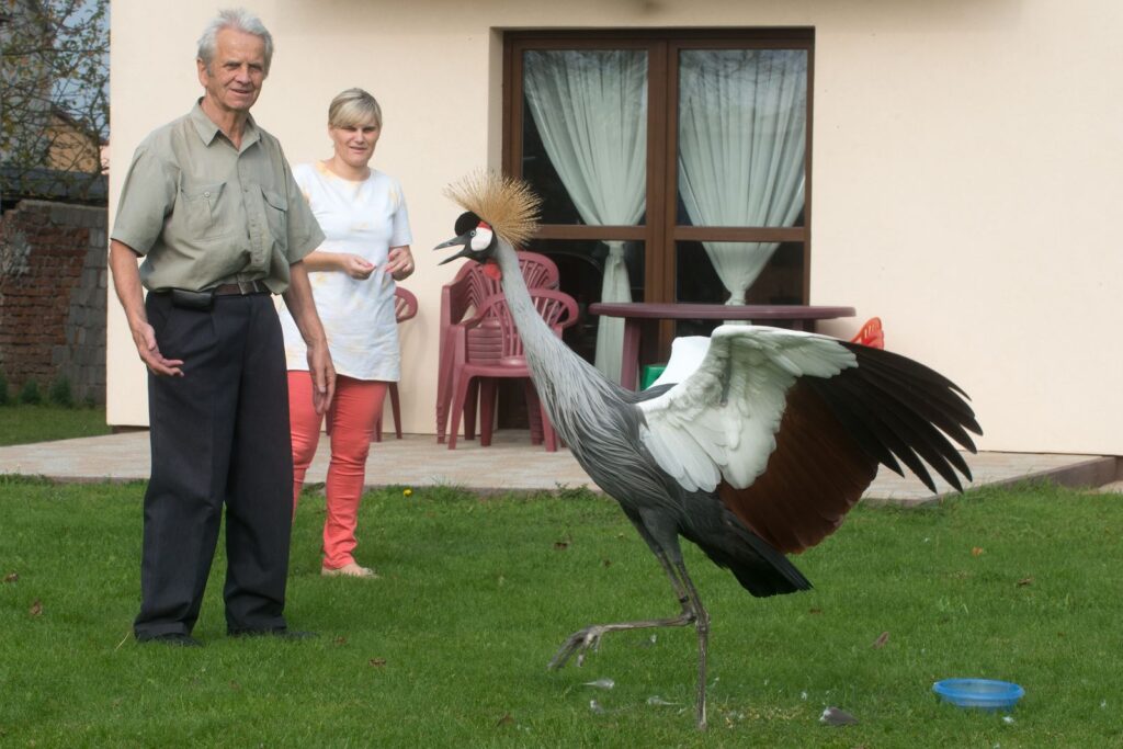żuraw żurawie cesarski cesarskie dzikei