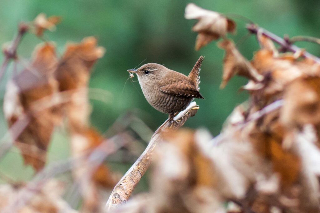 natura przyroda ptak ptaki strzyżyk strzyżyki pająk trzęś
