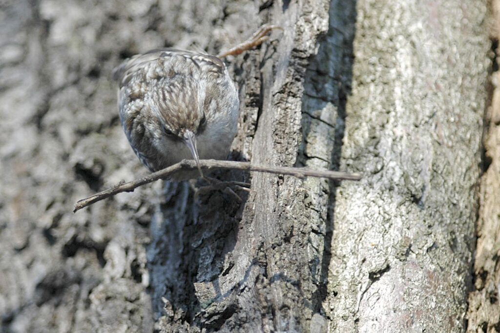 natura przyroda ptak ptaki pełzacz pełzacze gniazdo gniazda gniazdowanie pełzacza