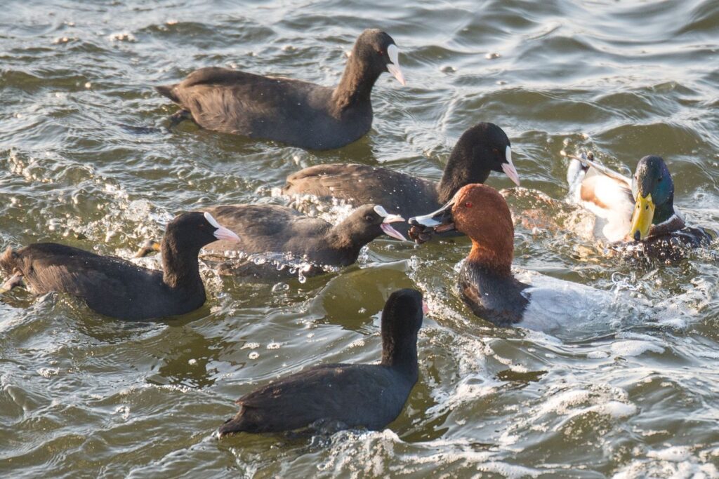 natura przyroda ptak ptaki łyska łyski głowienka głowienki racicznice racicznica walka o żywność pożywienie kaczka kaczki