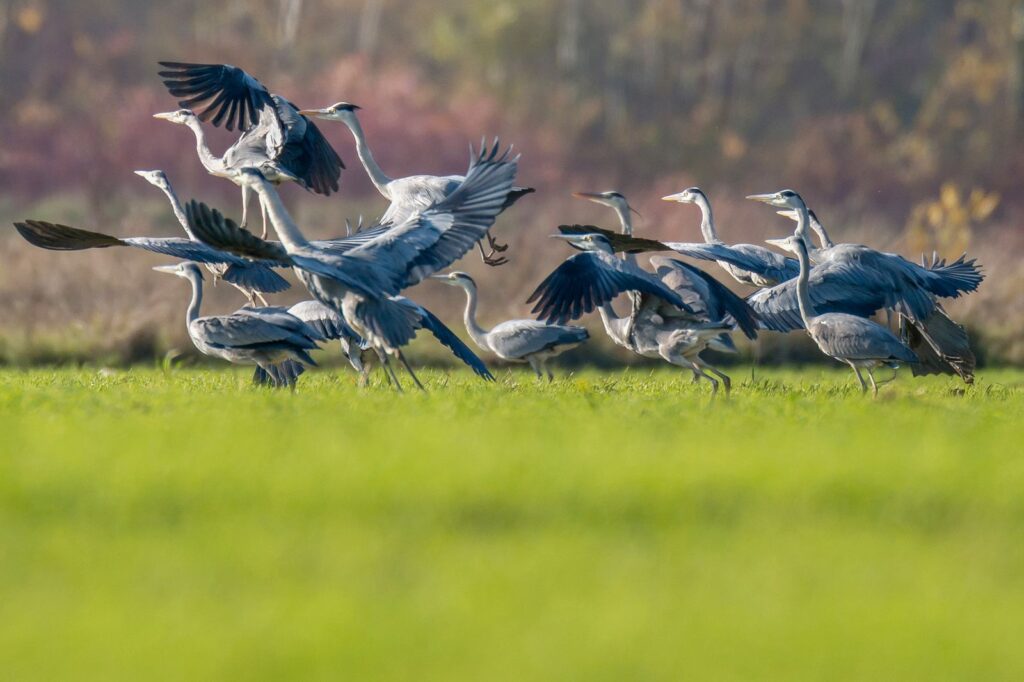 natura przyroda ptak ptaki czapla siwa czaple siwe stada stado czapli siwych