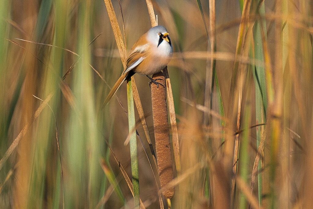 natura przyroda ptak ptaki sadzawka sadzawki trzcinowisko wąsatka samiec wąsatki
