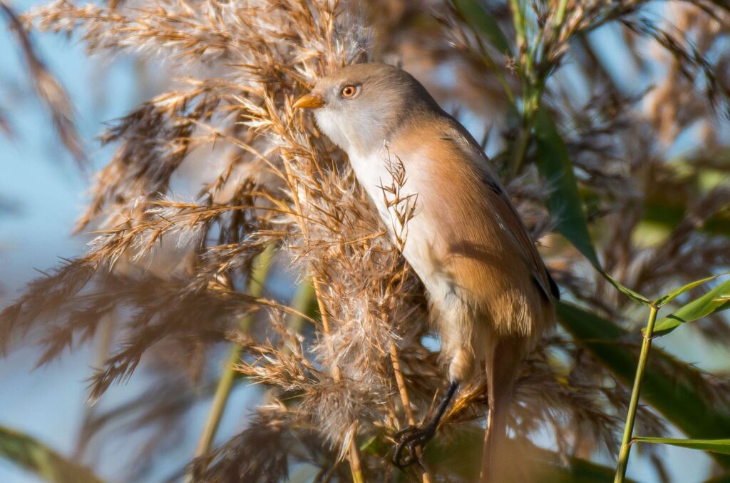 natura przyroda ptak ptaki wąsatka wąsatki samica