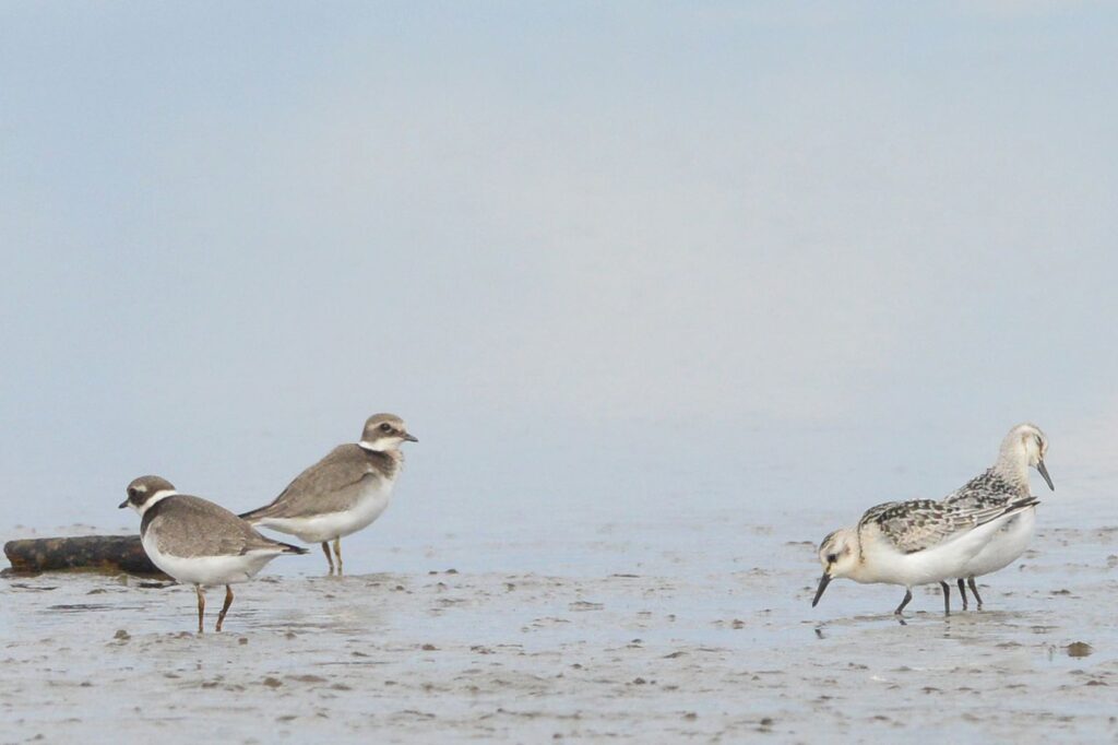 natura przyroda ptak ptaki sieweczka obrożna sieweczki obrożne piaskowiec piskowce