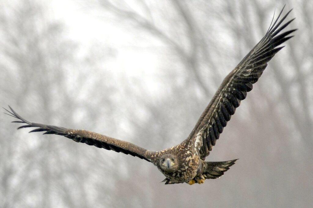 natura przyroda ptak ptaki orzeł orły bielik bieliki orłan drapieżne drapieżnik drapieżniki
