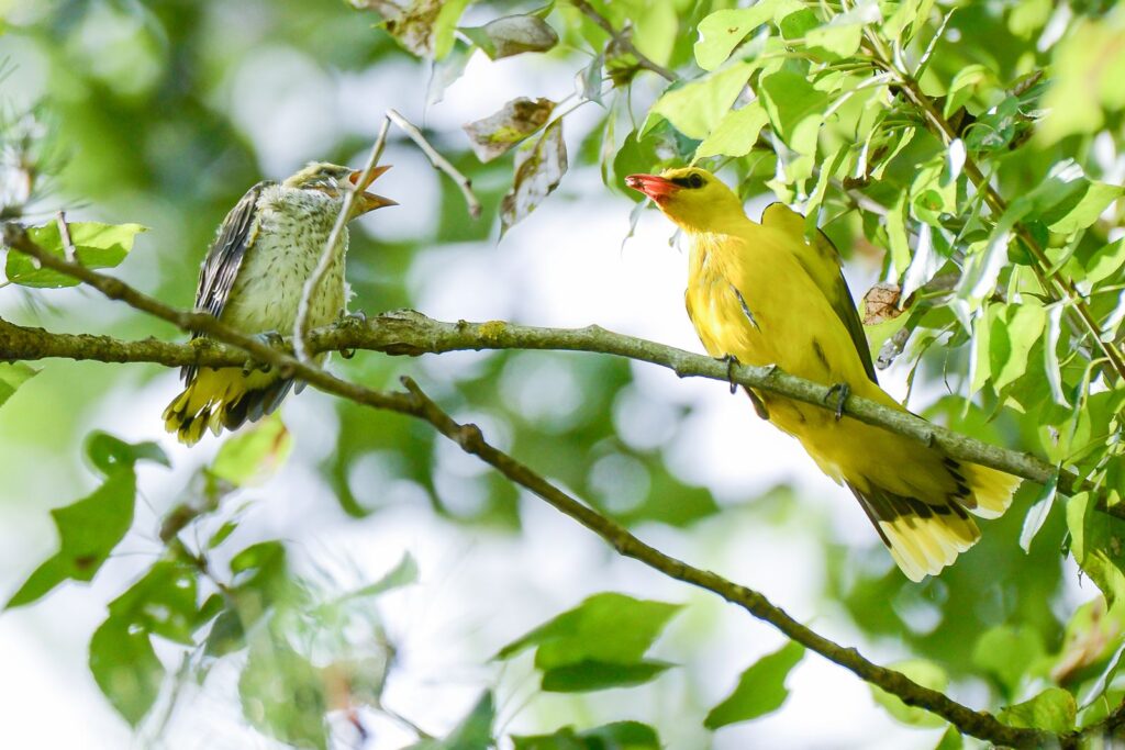 natura przyroda ptak ptaki wilga wilgi wilg gniazdo gniazda gniazdowanie karmienie młode wiosna w gnieździe żółta żółte