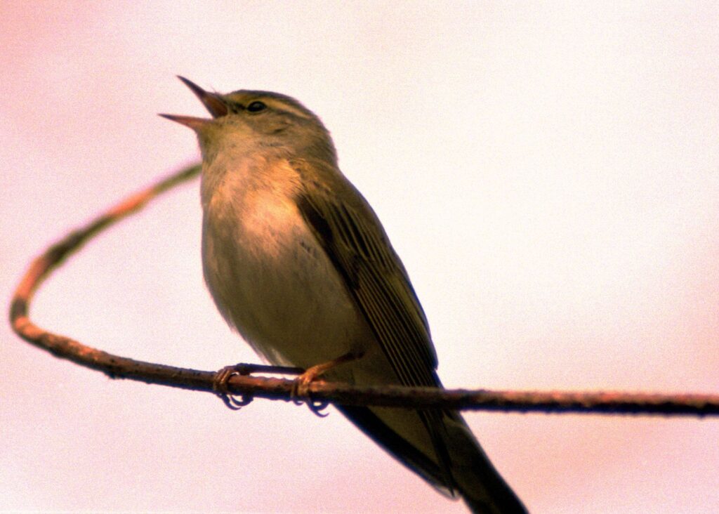 natura przyroda ptak ptaki pierwiosnek pierwiosnki wiosna śpiew ptaka śpiew ptaków