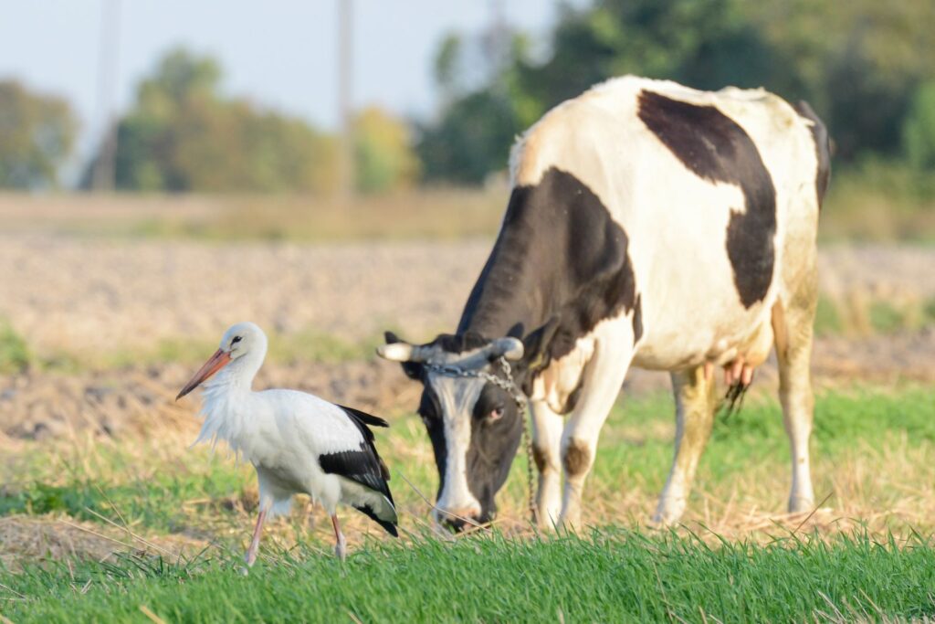 natura przyroda ptak ptaki wiosna krowa krowy pastwisko pastwiska bocian bociany pole na polu polach bydło rolnictwo wypas bydła mleka mleko łąka na łace