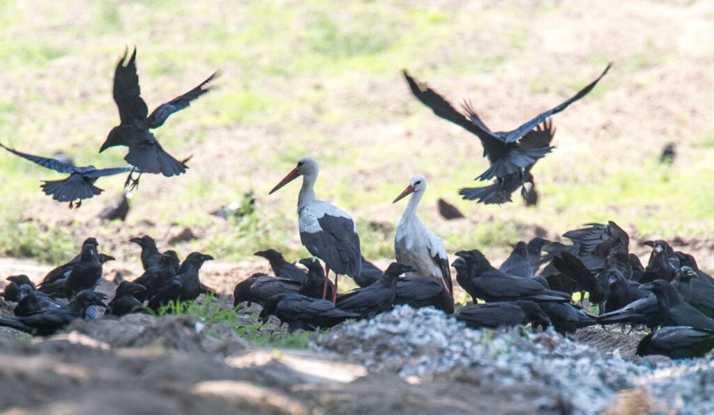natura przyroda ptak ptaki kruk kruki bocian bociany stado kruków bocianów krukowate inteligencja inteligentne ptaki