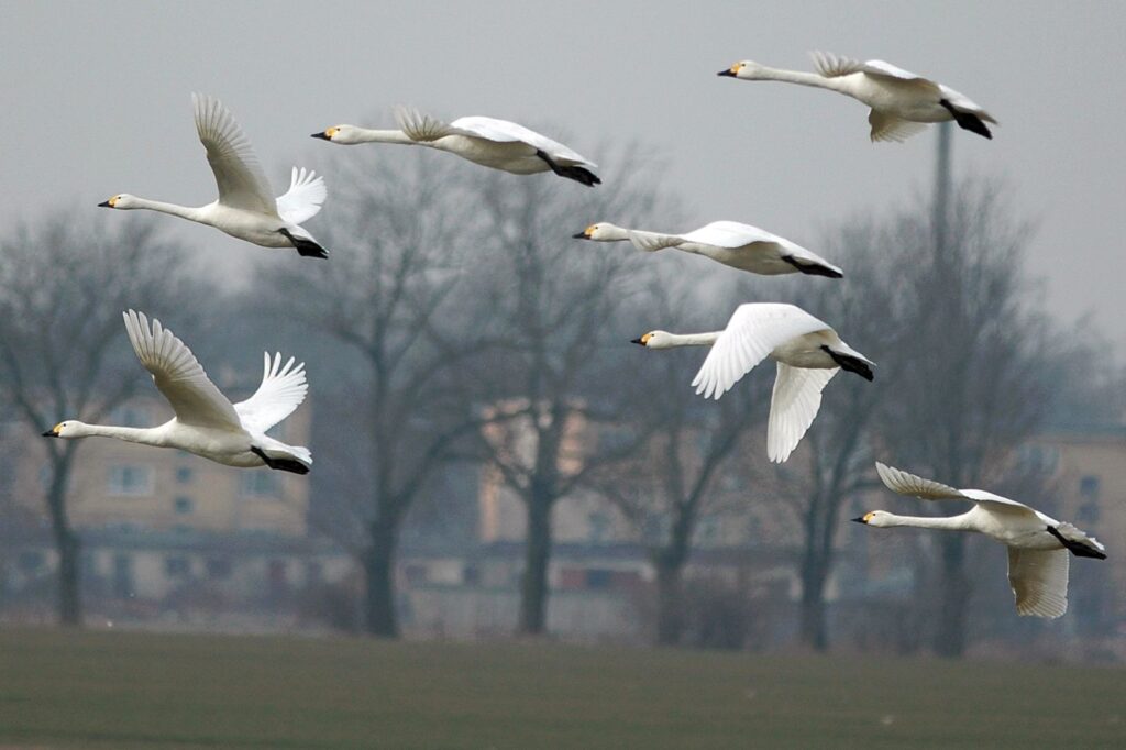 natura przyroda ptak ptaki łabędź czarnodzioby łabędzie czarnodziobe bewiki bewik pole pola łabędzi czarnodziobych