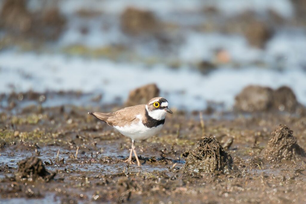 natura przyroda ptak ptaki sieweczka rzeczna sieweczki rzeczne wodno błotne wodno-błotne