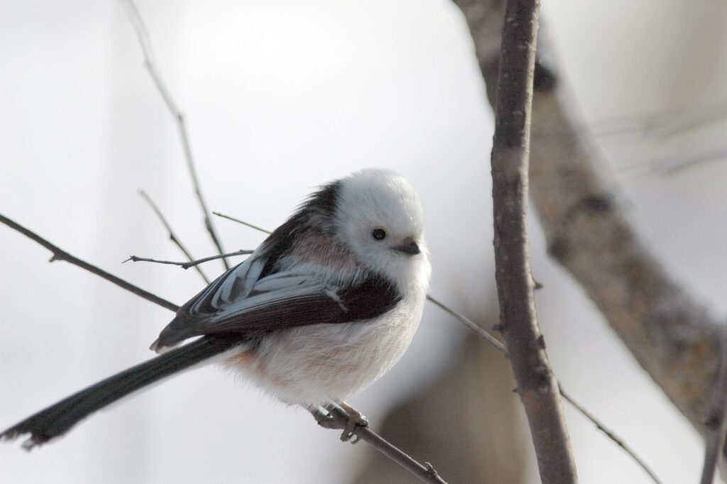 natura przyroda ptak ptaki raniuszek raniuszki