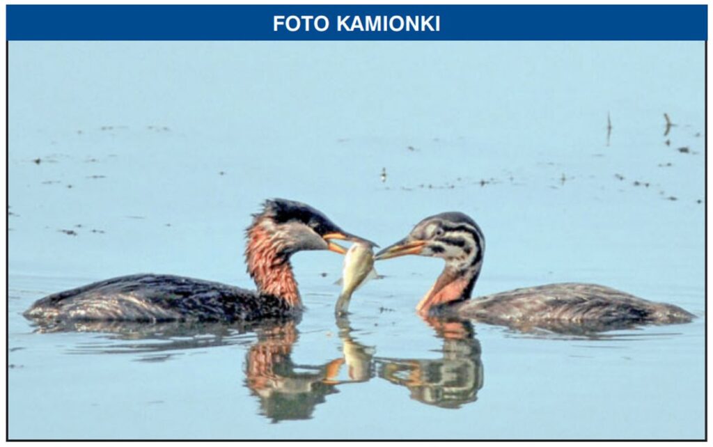 natura przyroda ptak ptaki perkoz rdzawoszyi perkozy rdzawoszyje ryba ryby rybaka rybki pożywienie perkozów