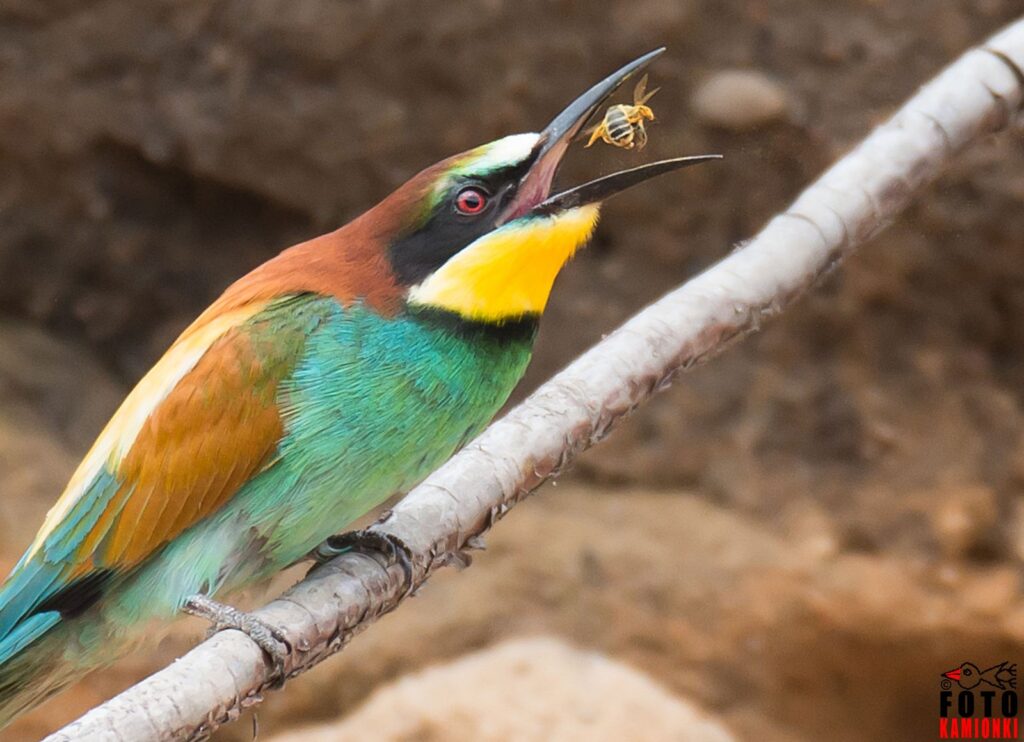 natura przyroda ptak ptaki żołna żołny pszczoła pszczoły pożywienie żywność ptaków owad owady giną na wyginięciu połyka pszczołę trzyma w dziobie