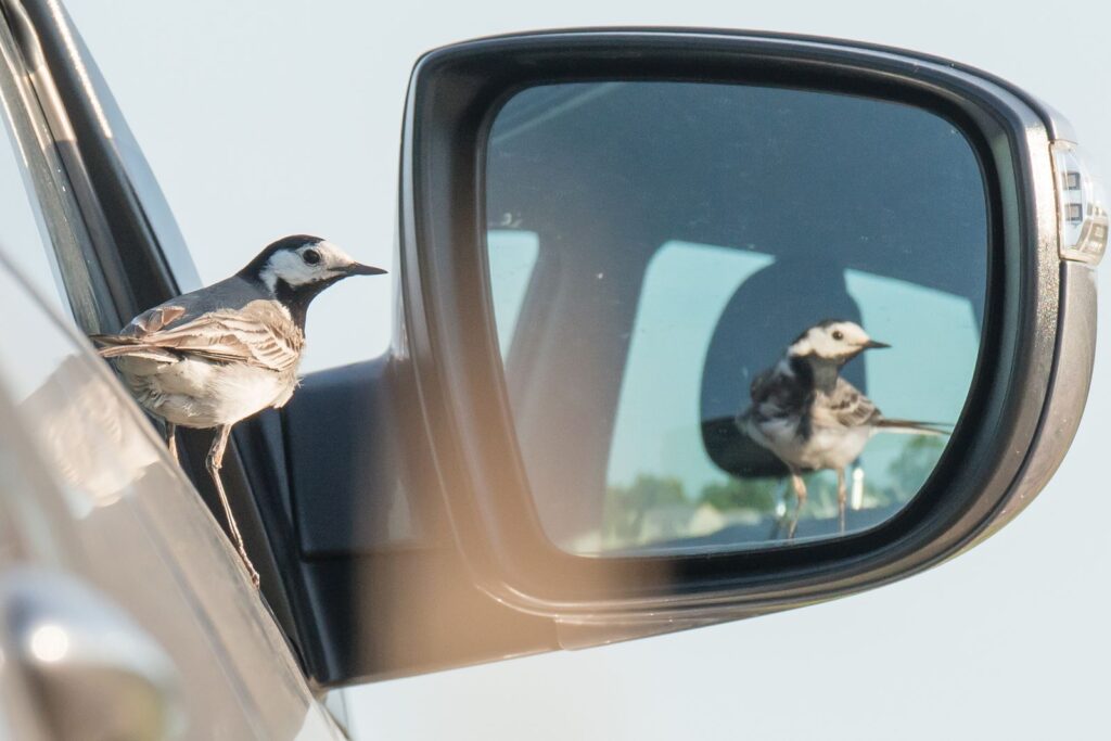 natura przyroda ptak ptaki pliszka siwa pliszki siwe swój ogonek chwali lustro lusterko inteligencja ptasia przegląda się w lusterku samochodowym lusterko samochodowe