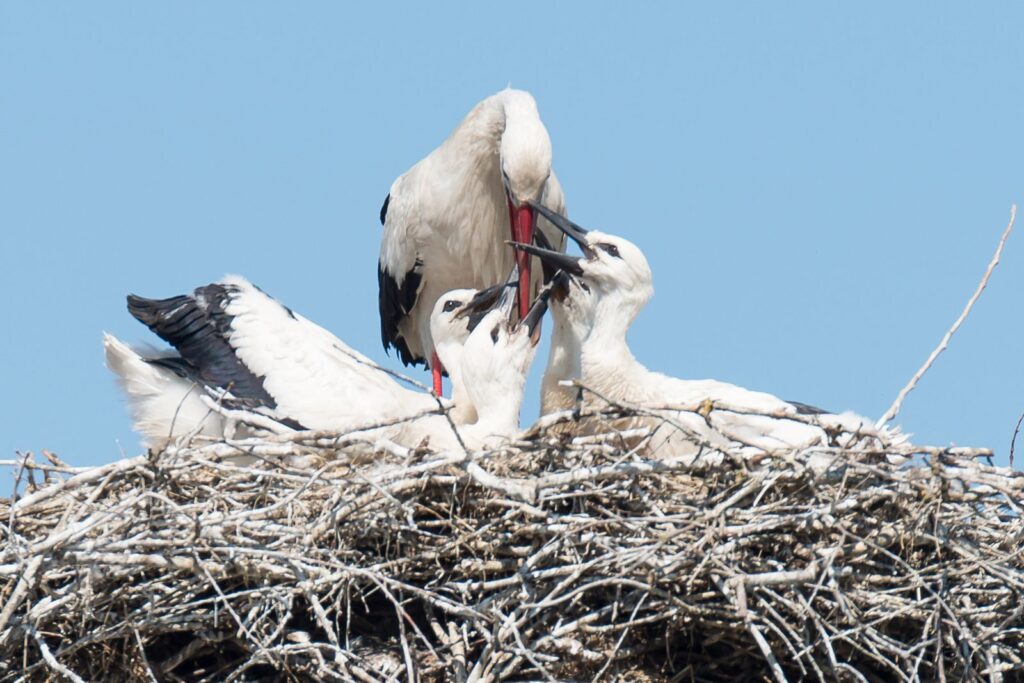natura przyroda ptak ptaki bocian biały bociany białe na gnieździe gniazdo gniazda bociana białego bocianie gniazdo młode potomstwo pisklę pisklęta małe młode bocianiątka karmienie