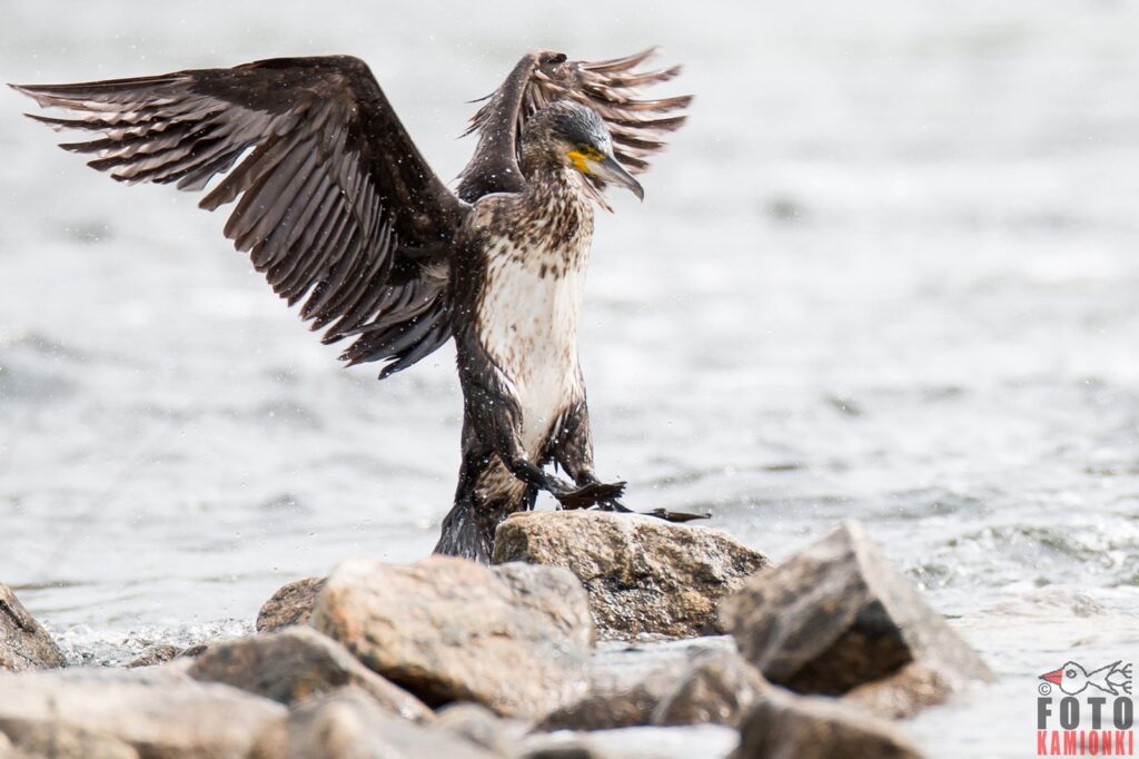 natura przyroda ptak ptaki kormoran kormorany