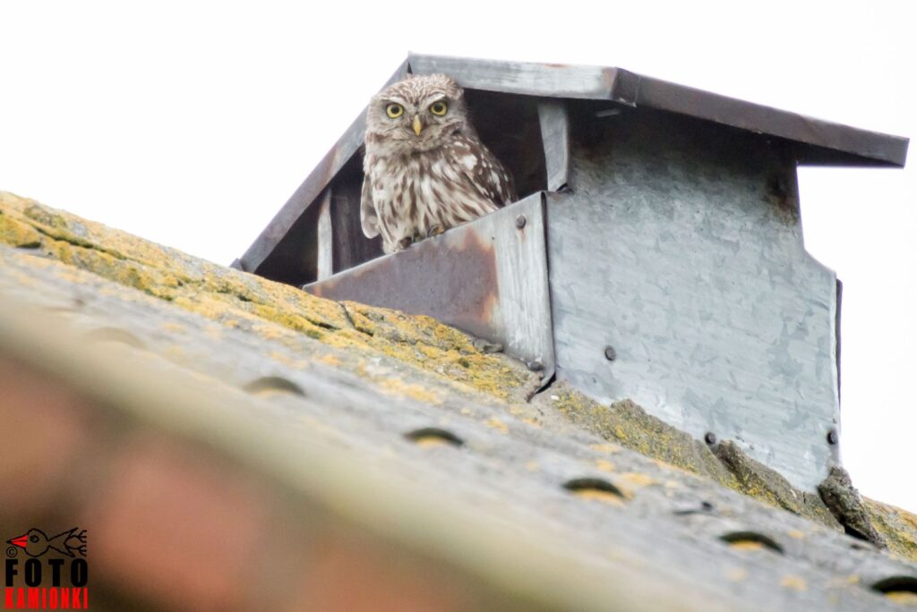 natura przyroda ptak ptaki drapieżny drapieżne drapieżnik drapieżniki sowa sowy pójdźka pójdźki