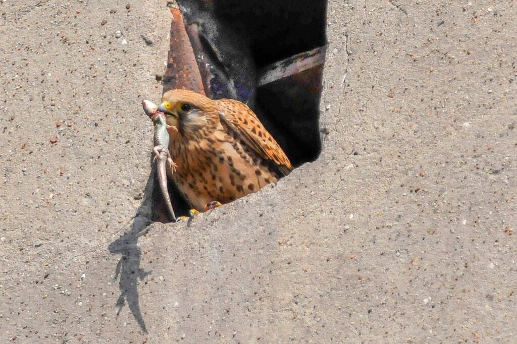 natura przyroda ptak ptaki pustułka pustułki w mieście miasto zdobycz pożywienie gniazdo żywność pożywienie jaszczurka żywność zwinka gniazdowanie gniazdo