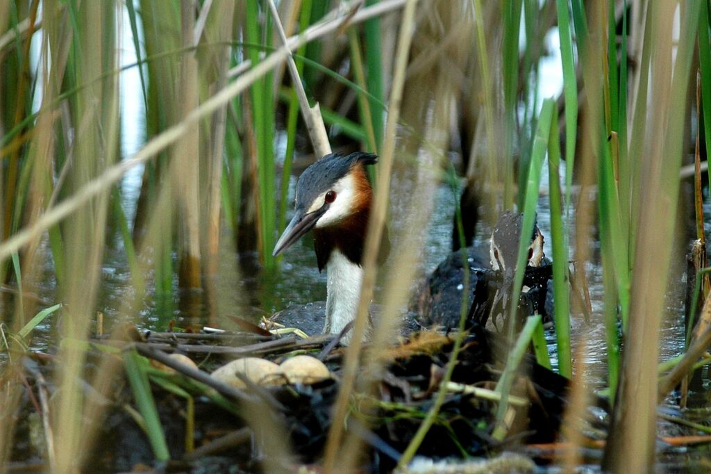 natura przyroda ptak ptaki perkoz dwuczuby perkozy dwuczube gniazdo gniazdowanie jaja jajka milicz stawy milickie rodzice macierzyństwo