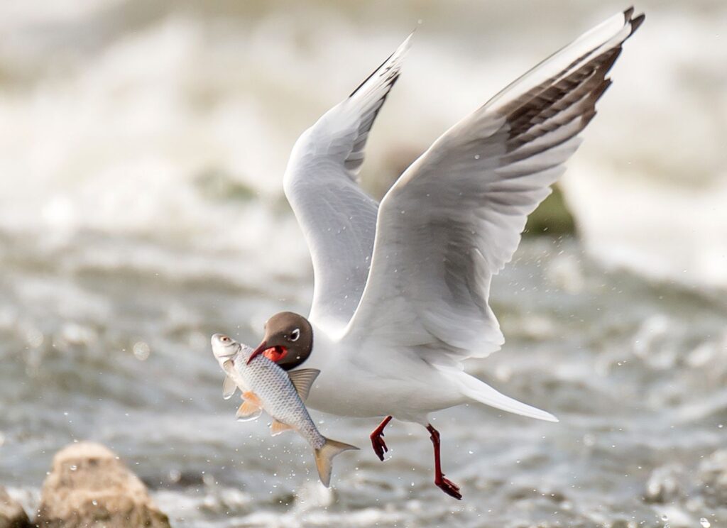 natura przyroda ptak ptaki mewa śmieszka mewy śmieszki ostroga rzeczna ostrogi rzeczne łowią ryby na rzece mewy śmieszki w dziobie dziobach łowią połów ryb połowy ostroga rzeczna ostrogi rzeczne