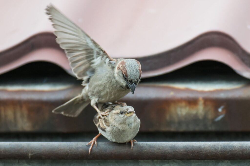 natura przyroda ptak ptaki sex ptaków ptasi wróbel wróble wróbli para parka wróbelków gniazdo gniazda gniazdowanie zakładanie gniazda pod dachem blisko domostw potomstwo wróbel wróble seks