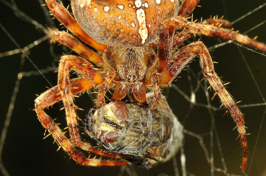 natura przyroda pajęczaki pająk pająki krzyżak ogrodowy sieć pająka mucha wpadła w sieci pająka pająków