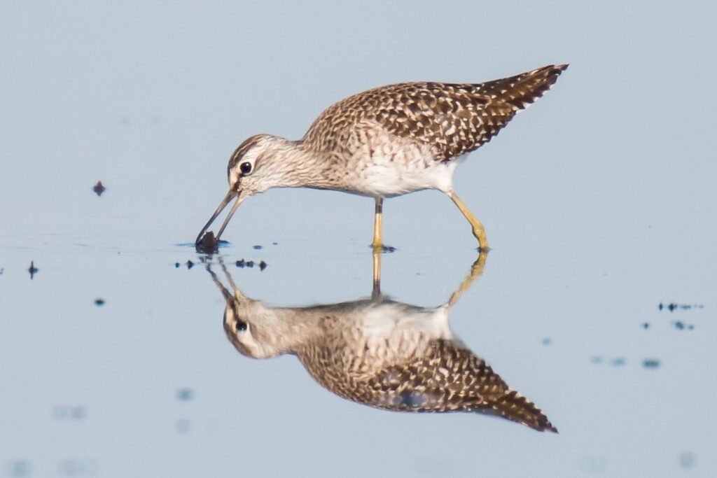 natura przyroda ptak ptaki łęczak łęczaki wodny wodne pożywienie żywność