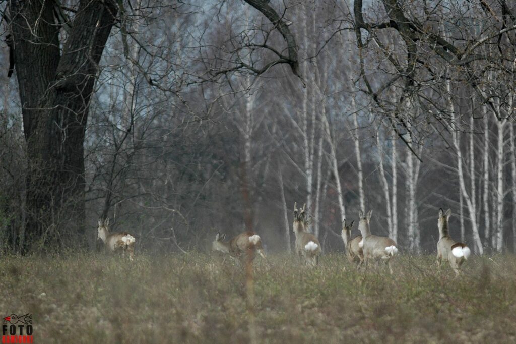 natura przyroda ssak ssaki sarna sarny stado stada saren sarenka sarenki