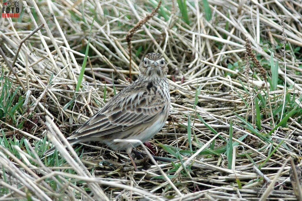 natura przyroda ptak ptaki skowronek w poliu skowronki skowronka kamuflaż