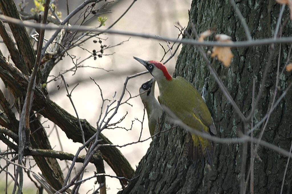 natura przyroda ptak ptaki dzięcioł zielony dzięcioły zielone para parka wiosna sex seks zaloty ptasie zakładanie gniazda gniazdowanie gniazdo dzięcioły zielone