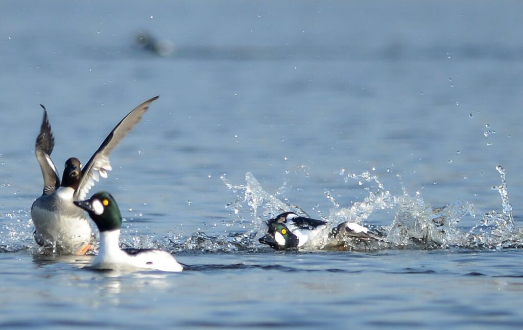 natura przyroda ptak ptaki gągoł gągoły zaloty ptasie wiosna ptasie zaloty wiosenne