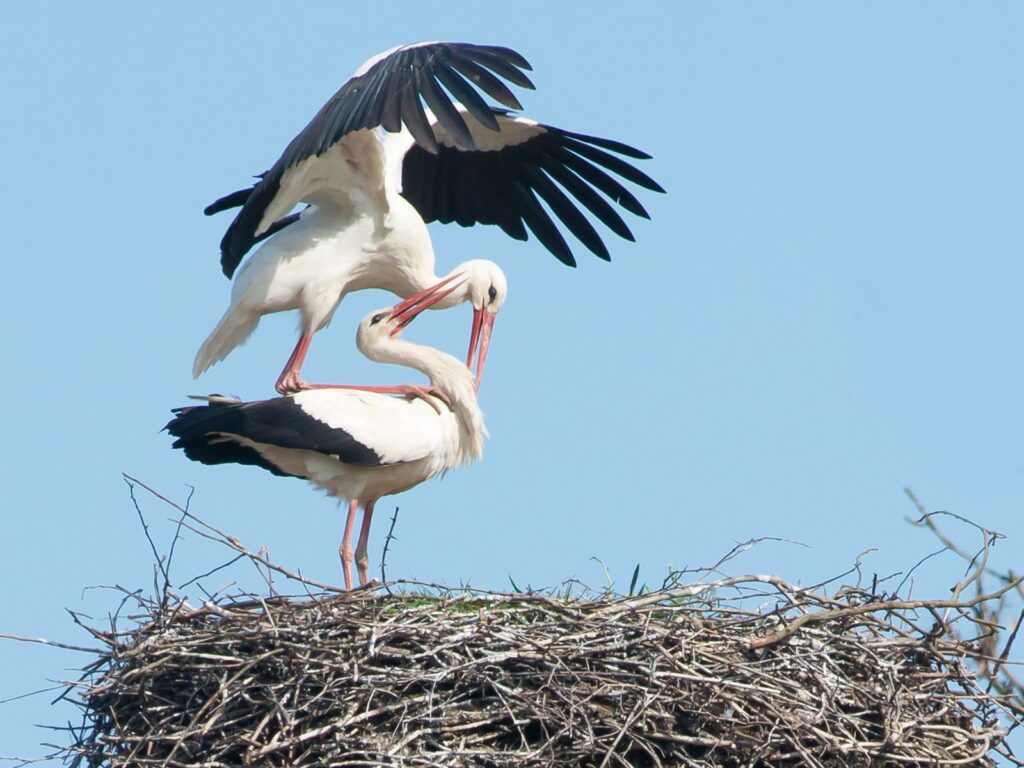 natura przyroda ptak ptaki seks sex ptaków bocian bociany bocianów bocianie gniazdo na bocianim gnieździe boćki uprawiają sex wiosna gniazdowanie bocianów zakładanie gniazda zakładają gniazdo kopulacja