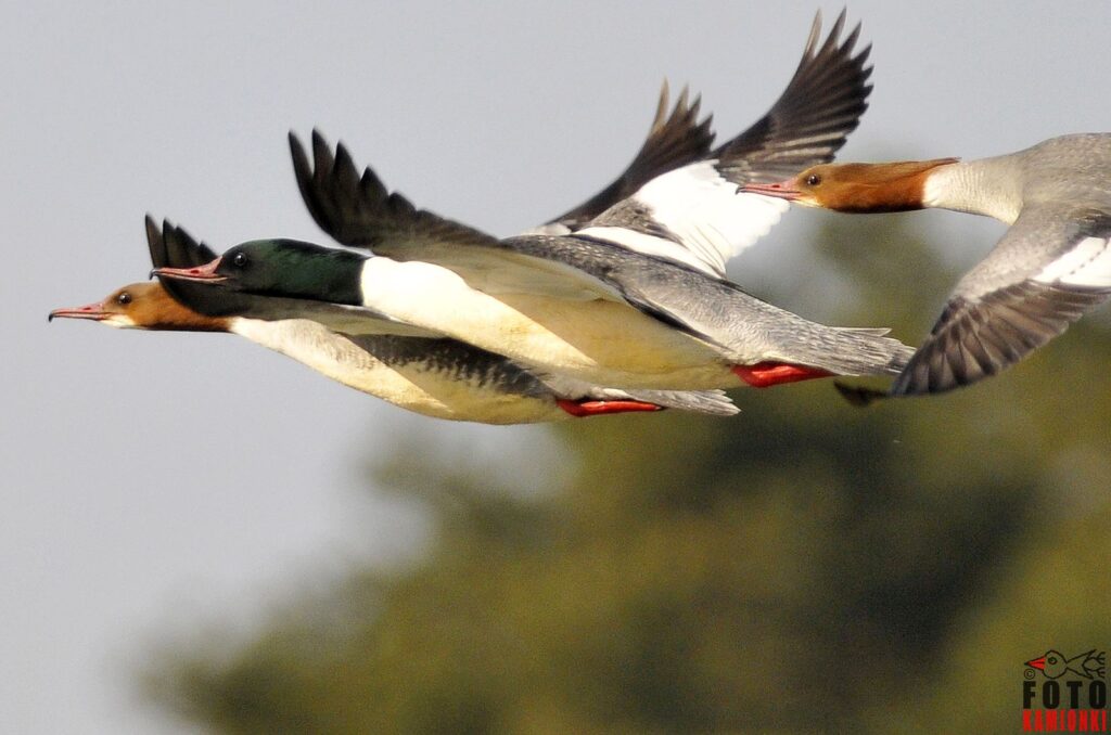 natura przyroda ptak ptaki nurogęś nurogęsi
