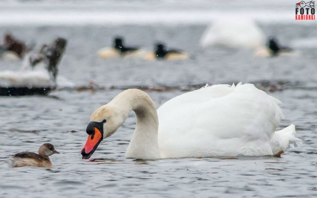 natura przyroda ptak ptaki łabędź niemy łabędzie nieme perkozek perkozki rzeka pilica na rzece pilicy
