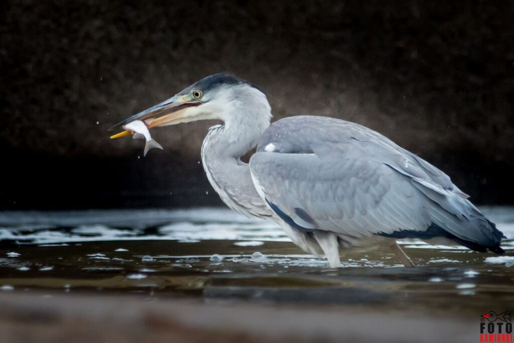 natura przyroda ptak ptaki czapla siwa czaple siwe z ryba rybka łowi ryby łapie chwyta