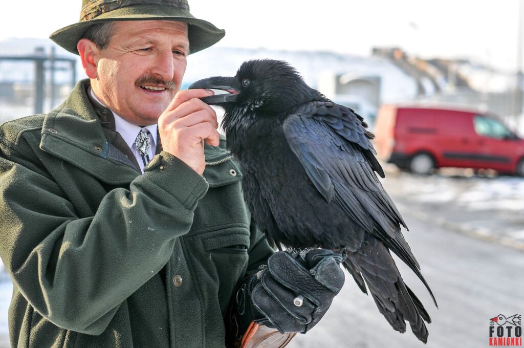 natura przyroda ptak ptaki kruk kruki sokolnik sokolnicy odstrasza ptaki na lotnisku odstraszaja ptaki ptactwo inteligencja kruka inteligentny krucza sokolnictwo magda praca sokolnika z ptakami