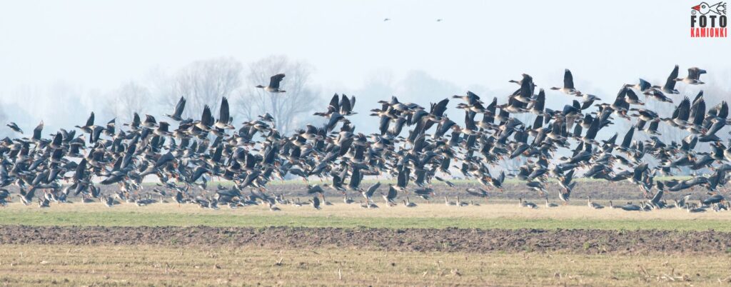 natura przyroda ptak ptaki stada stado gęś gęsi dzikich dzikie na polu polach łące łąkach rolnnictwo