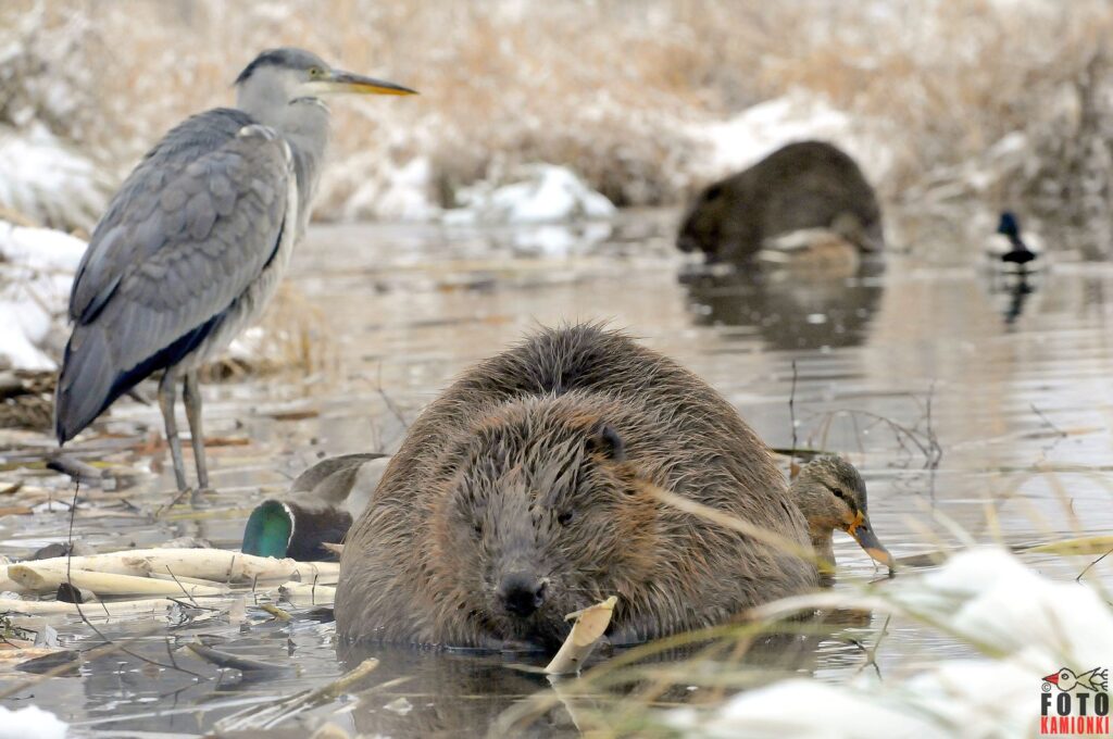 natura przyroda ptak ptaki ssak ssaki bóbr bobry zima czapla siwa czaple siwe kaczka krzyżówka kaczki krzyżówki dzika natura ptactwo ptaki bobry żeremie