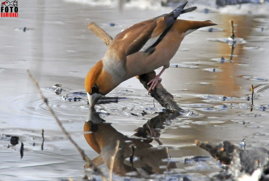 natura przyroda ptak ptaki grubodziób grubodzioby kałuża kałuże mróz zima picie widy pije wodę