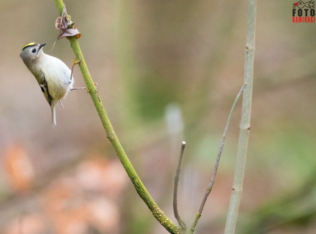 natura przyroda ptak ptaki mysikrólik mysikróliki