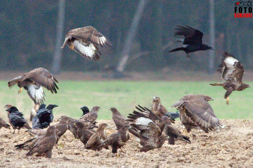 natura przyroda ptak ptaki myszołów myszołowy kruk kruki stado stada drapieżny drapieżne drapieżniki drapol drapole