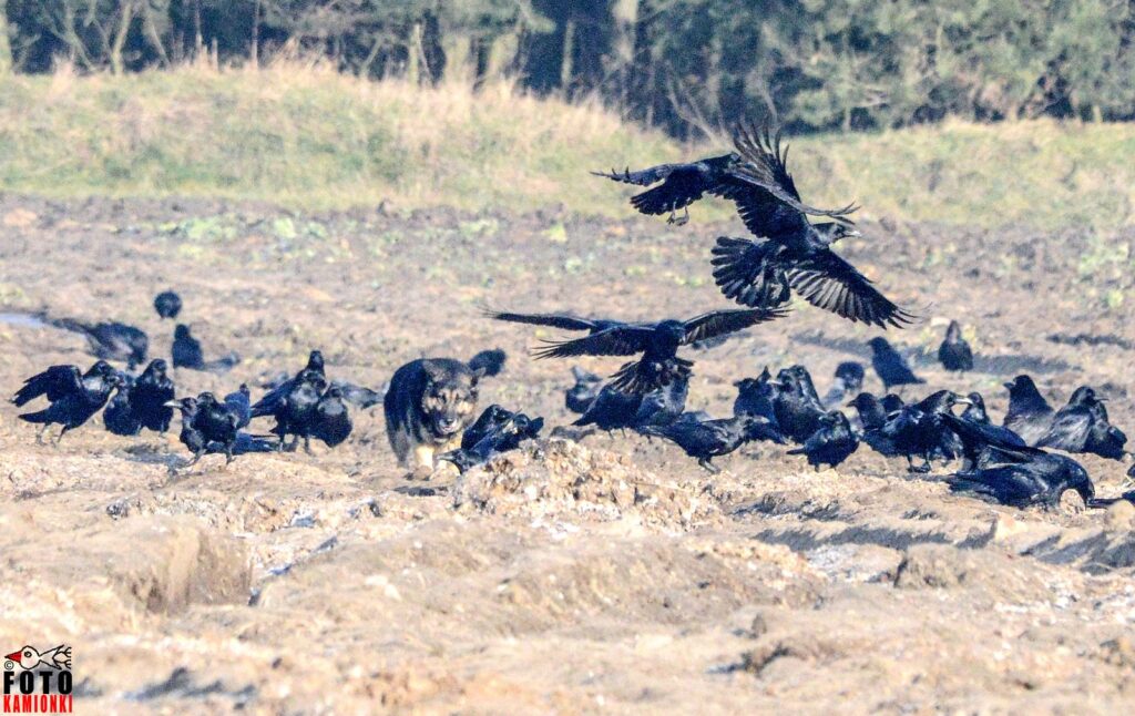 natura przyroda ptak ptaki kruk kruki inteligentne inteligencja kruków