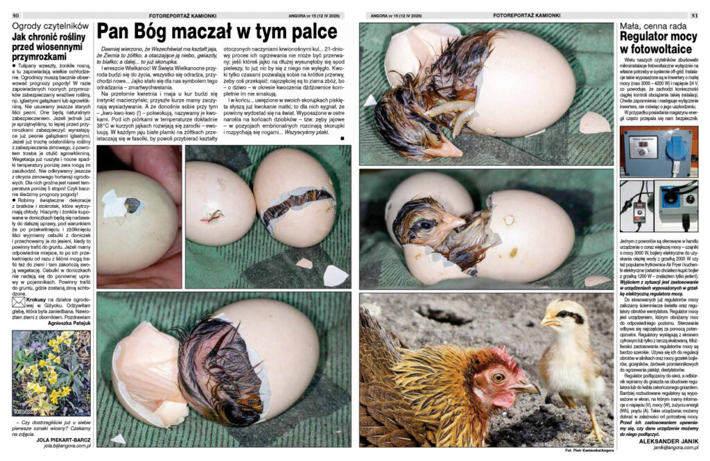natura przyroda ptak ptaki kurze kura kurczak kurzęce pisklę pisklęta pisklęcia wyklucie wykluwanie się kurczaka ze skorupki jajka jaja jajo kury wysiadywanie kwoka kwoki wielkanoc święta wielkanocne kurnik w kurniku kurczaka